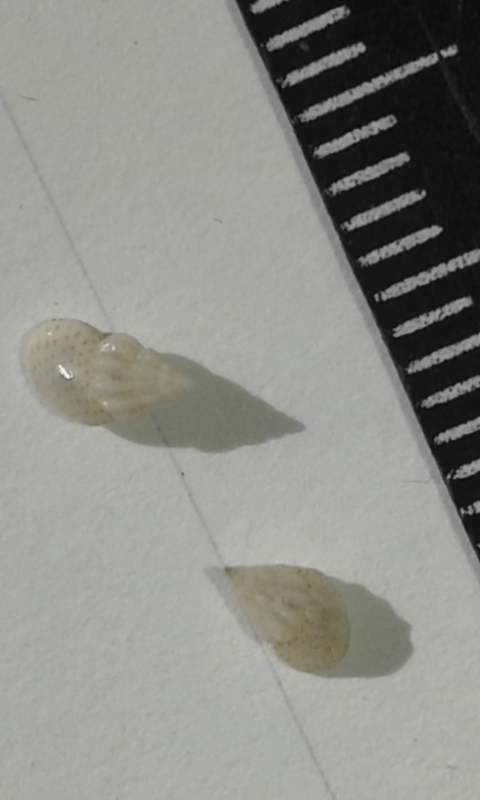 Rissoidae : Rissoa sp.?
